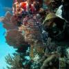 Diving Belize