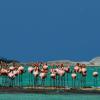 Anegada - Flamingos